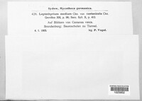 Pilidium acerinum image